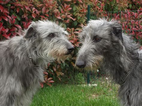 Two Scottish Deerhound Dogs Photo And Wallpaper Beautiful Two Scottish