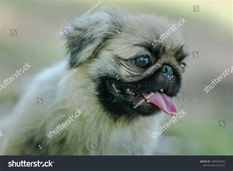 Closeup Pekingese Ancient Breed Toy Dog Stock Photo 1405593422