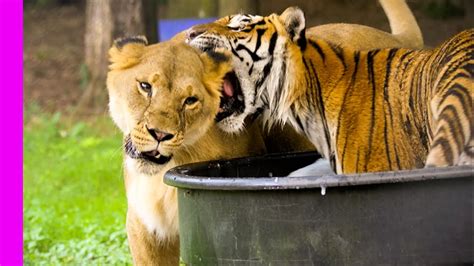 Do Lions And Tigers Get along