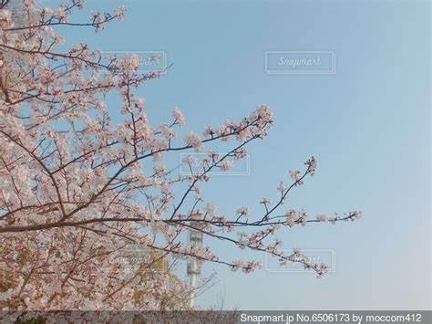 青空に映える満開の桜の写真・画像素材 6506173 Snapmart（スナップマート）