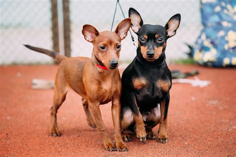 Pinscher Alemão Cores Personalidade Canil Filhotes E Fotos Mundo