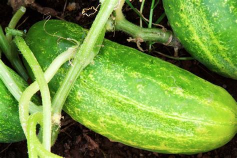 What To Do With Overwatered Cucumber Plants Harpers Nurseries