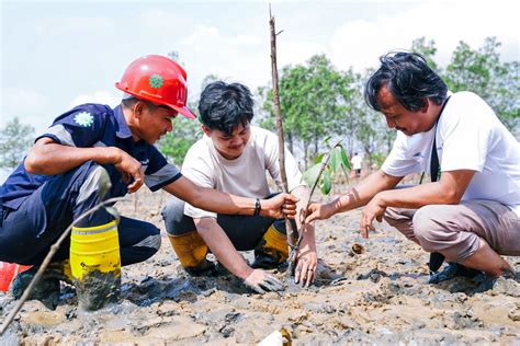 Kolaborasi Dengan Ampg Pt Timah Tbk Tanam Batang Mangrove Di