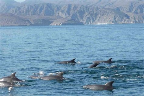 Full Day Oman Musandam Khasab Tour By Traditional Dhow Cruise Dolphin