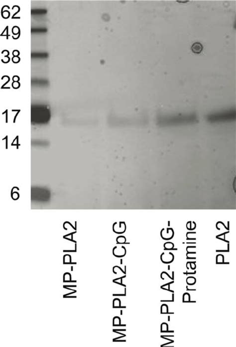 Silver Stained Sds Page Of Pla Extracted From The Different