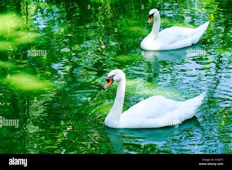 Couple Of Swan Stock Photo Alamy