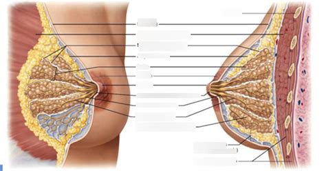 Mammary Gland Diagram Quizlet