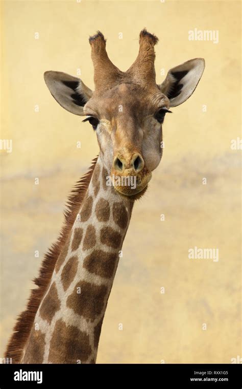 Giraffa Giraffa Angolensis Hi Res Stock Photography And Images Alamy