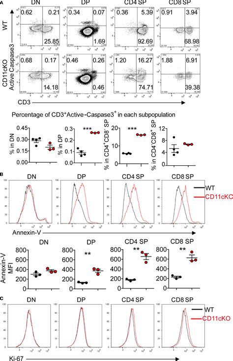 Frontiers Cd C Regulates Late Stage T Cell Development In The Thymus