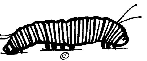 Free Caterpillar Clip Art Black And White Download Free Caterpillar