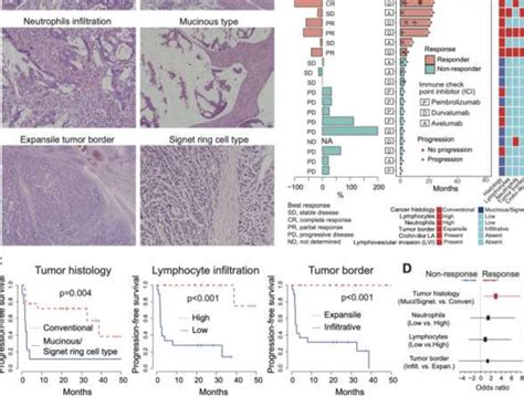 Histopathologic Features Associated With Ici Response Among Patients