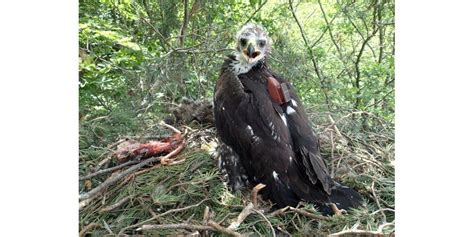 Mont Mézenc Un jeune aigle royal tué par des plombs près du Mézenc