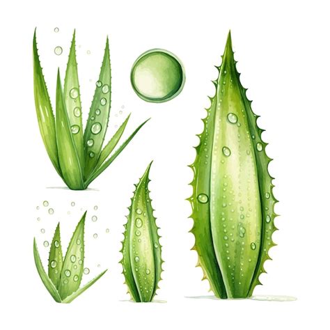 Premium Vector Set Of Watercolor Aloe Vera Isolated White Background