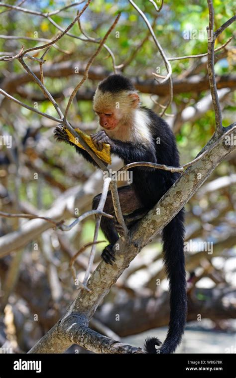 Un Mono Capuchino De Cabeza Blanca Cebus Capucinus Comer Fruta De Un