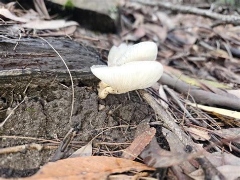 Ghost Fungus From Marlow NSW 2775 Australia On May 5 2024 At 02 41 PM