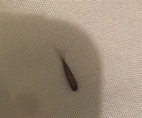 Albums 99 Pictures Bug That Looks Like A Worm With Legs Superb 10 2023