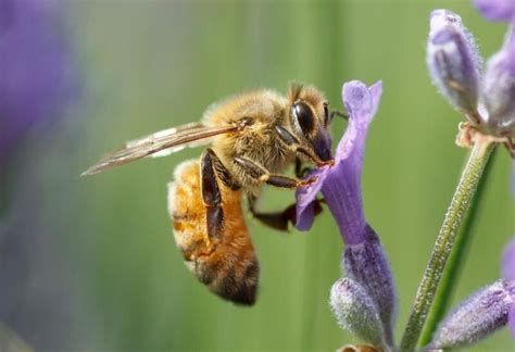 Honey Bee Life Cycle | Explained! - EXOtella