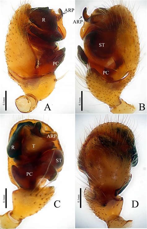 Gracilentus Denticulatus Sp Nov Male Palp Of Holotype A Prolateral