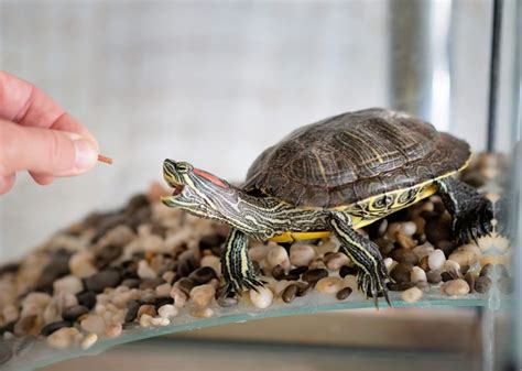 10 Costly Turtle Care Mistakes You’re Probably Making Right Now – The ...