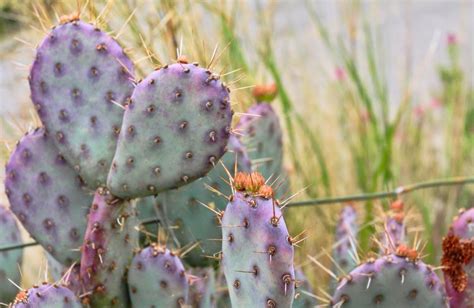 Opuntia Baby Rita Prickly Pear