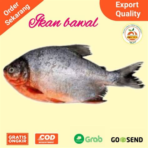 Jual IKAN BAWAL FRESH 500gr Shopee Indonesia