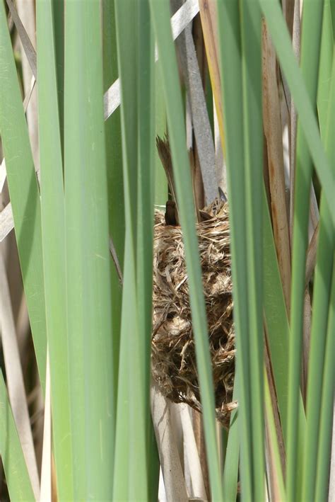 Reed warbler nest | Berowra backyard