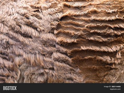 Closeup Real Llama Image And Photo Free Trial Bigstock