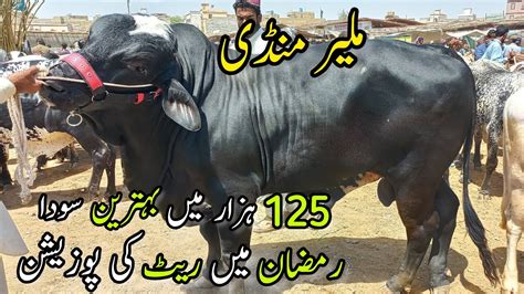 Malir Mandi Karachi Cattle Rates Update In Ramzan March Cow