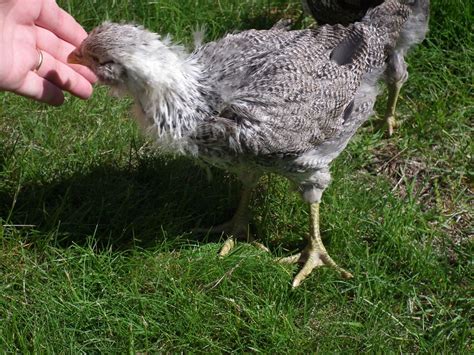 5 6 Week Old Easter Egger Gender BackYard Chickens Learn How To