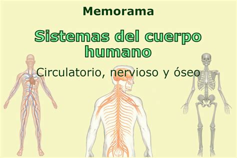 Sistemas Del Cuerpo Humano