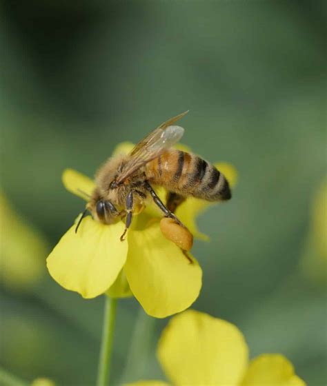 Beneficial Insects Canola Encyclopedia