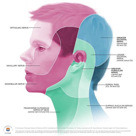 Greater Occiptal Nerve Dermatome Dermatomes Chart And Map