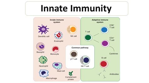 Innate