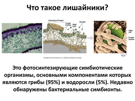 Стресс у растений: от общих механизмов до растений-экстремофилов ...
