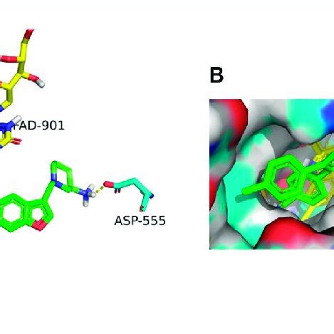 A In Lsd I Green Binds To Its Active Site B I Represents