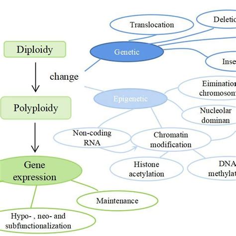 Mechanism Of Phenotypic Differences Between Polyploids And Diploidy It