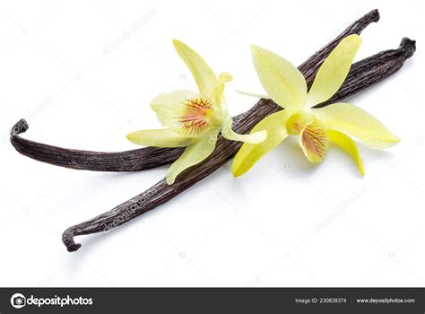 dried vanilla fruits orchid vanilla flower isolated white background