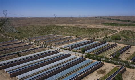 Inpics Desert Turns Into Oasis In Nw China Xinhua