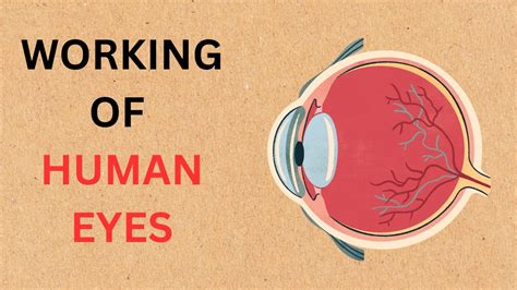 How Human Eyes Worksstructure And Function Of Human Eyes Youtube