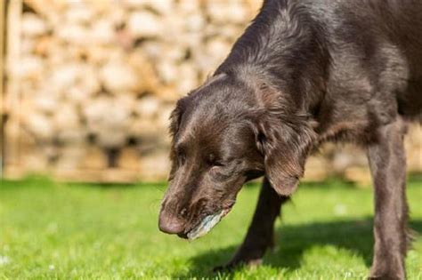 Vomito E Diarrea Nel Cane Cause Principali