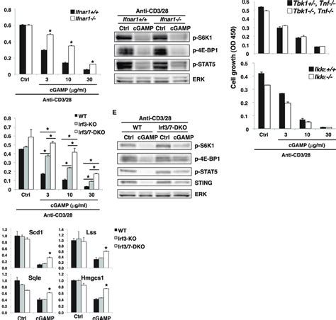 Molecular Mechanism Of Sting Mediated Inhibition Of The Mtorc Pathway