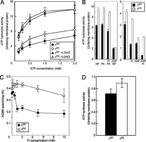 Enzymatic Activities Of Wt And Dc In Inverted Membrane Vesicles Of