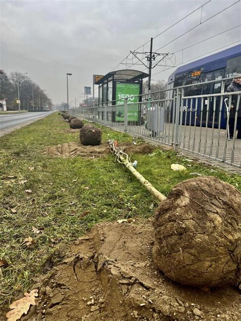 Trwa Sadzenie Drzew Przy Ul Legnickiej I Lotniczej