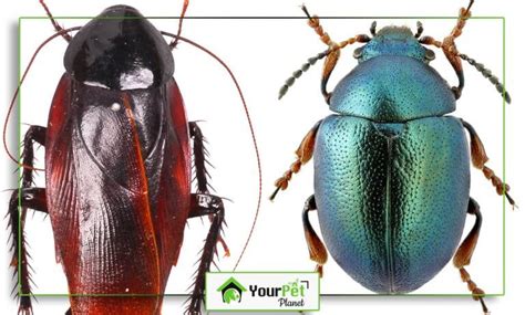 Cockroach And Beetle Key Differences Your Pet Planet