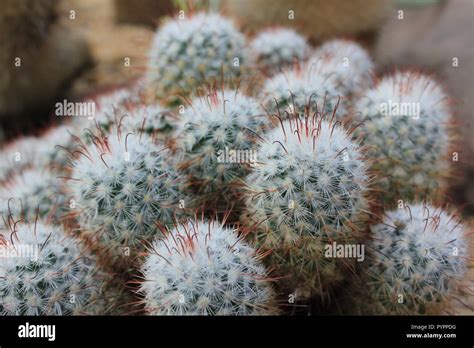 Cluster Of Mexican Mammillaria Geminispina Twin Spined Cactus