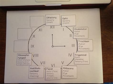 Learning The Cranial Nerves Speechy Musings