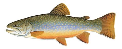 Brook Trout - Kentucky Department of Fish & Wildlife