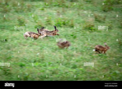 Fighting Hares Hi Res Stock Photography And Images Alamy