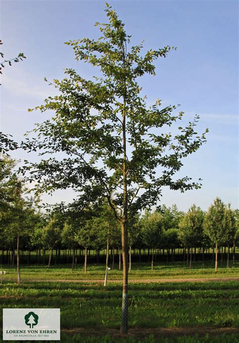 Amelanchier Laevis Baumschule Lve