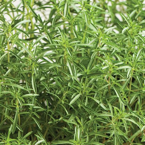 Compact Summer Savory Herb Seed Johnnys Selected Seeds